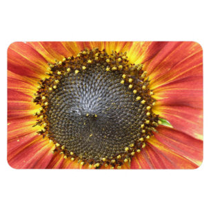 Magnet Flexible Magnat Premium de tournesol rouge et jaune