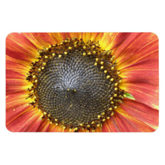 Magnet Flexible Magnat Premium de tournesol rouge et jaune