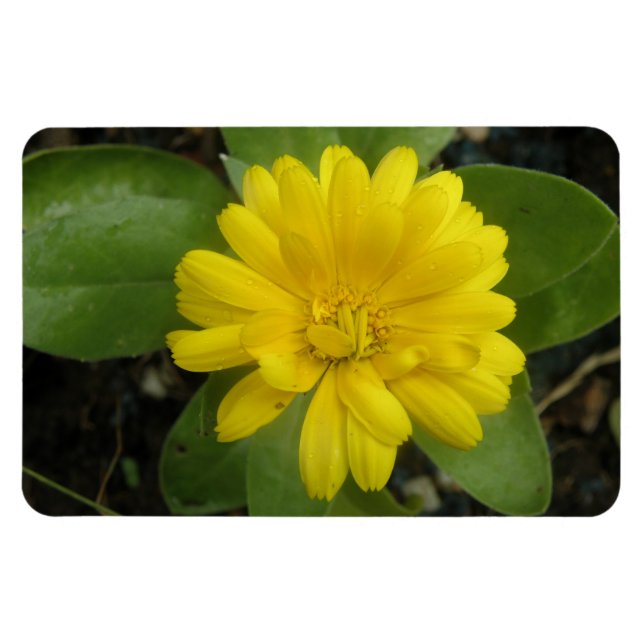 Magnet Flexible Magnat Premium jaune vif Marigold (Horizontal)