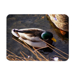 Magnet Flexible Magnat Premium pour canard à bois