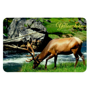 Magnet Flexible Magnet-Elk de Yellowstone