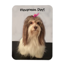 Magnet, HAVANESE DAY ! par Nancy Lee Garrett