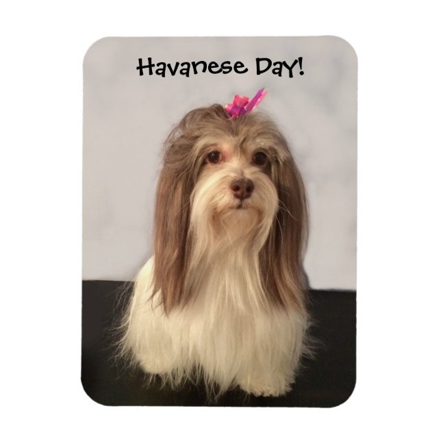 Magnet Flexible Magnet, HAVANESE DAY ! par Nancy Lee Garrett (Vertical)