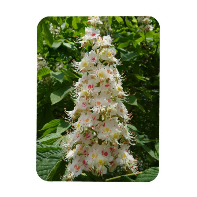 Magnet Flexible Magnifique aimant Fleur 3"x4" (Vertical)