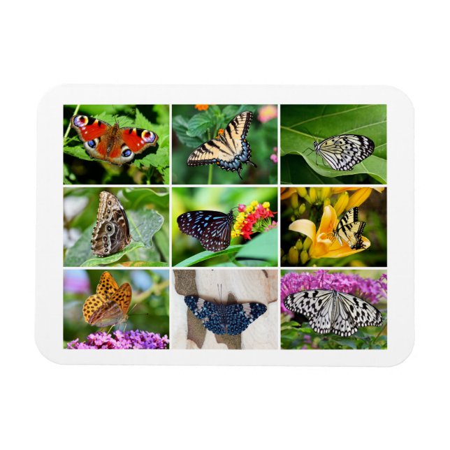 Magnet Flexible Magnifique Papillons Collage, 9 Photos (Horizontal)