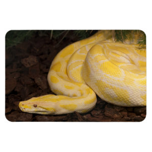 Magnet Flexible Magnifique Python birman jaune
