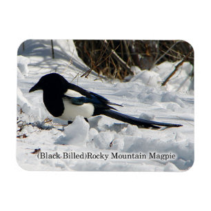 Magnet Flexible Magpie Black Billed Rocky Mountain
