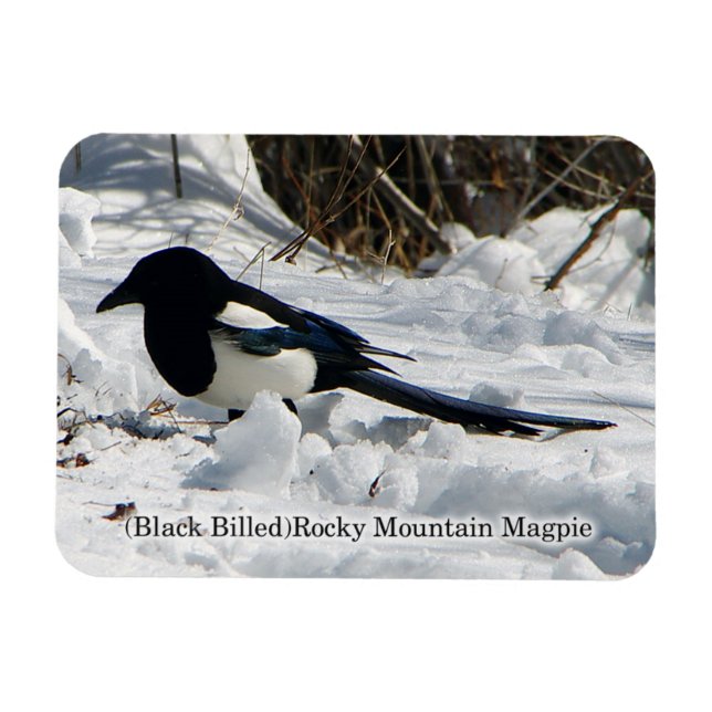 Magnet Flexible Magpie Black Billed Rocky Mountain (Horizontal)