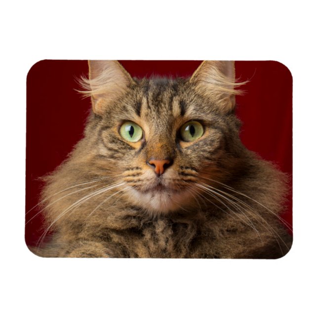 Magnet Flexible Maine Coon pour Noël avec collectionneur (Horizontal)