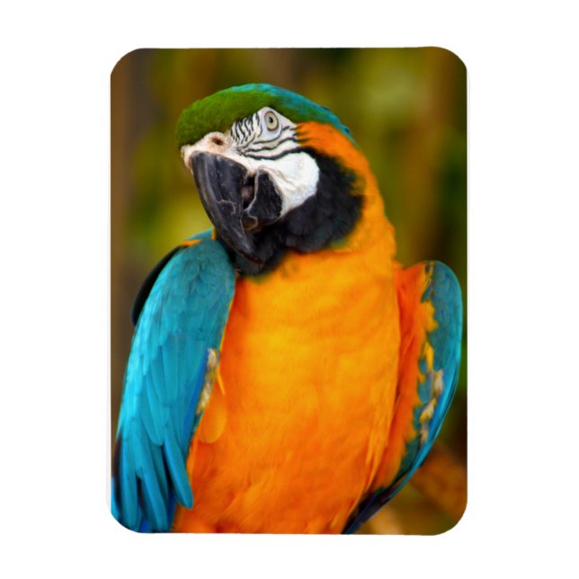 Magnet Flexible Majestic Macaw (Vertical)