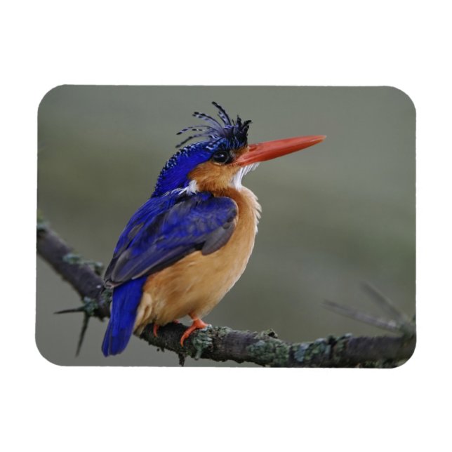 Magnet Flexible Malachite Kingfisher, Alcedo cristata, Lac (Horizontal)