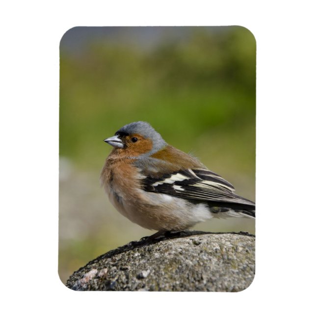 Magnet Flexible Male Chaffinch (WILD: Fringilla coelebs) (Vertical)