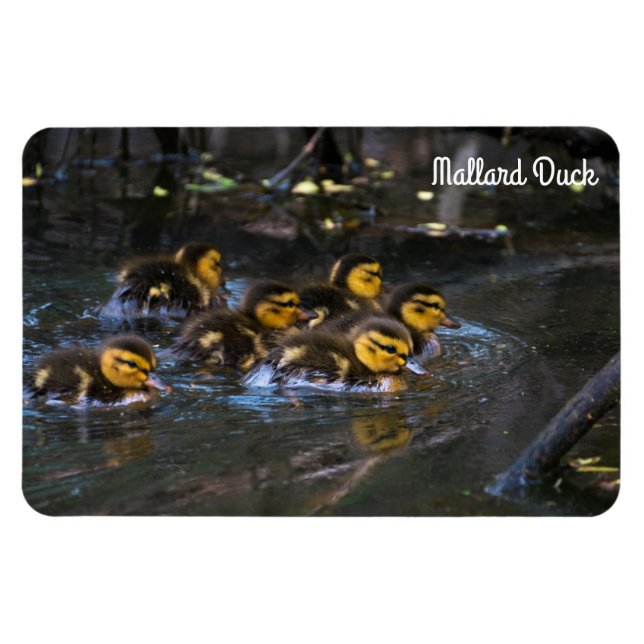 Magnet Flexible Mallard Duck (Horizontal)