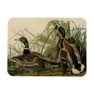 Magnet Flexible Mallard Duck from Audubon's Birds of America