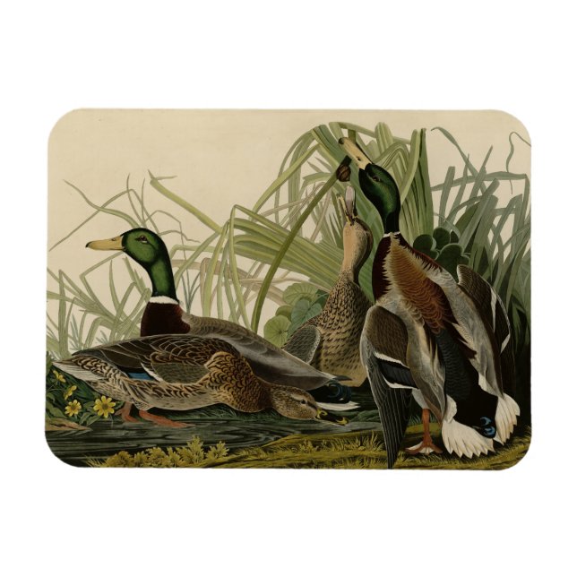 Magnet Flexible Mallard Duck from Audubon's Birds of America (Horizontal)