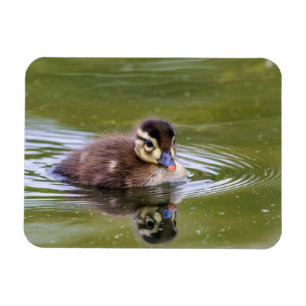 Magnet Flexible Mallard Duckling