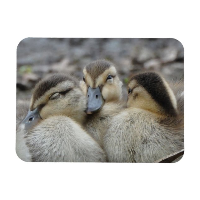 Magnet Flexible Mallard Ducklings Snuggling! (Horizontal)