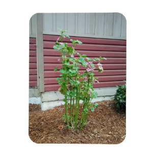 Magnet Flexible Malva