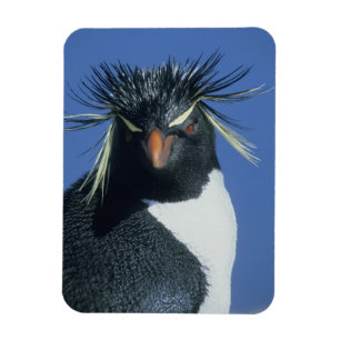 Magnet Flexible Manchot de Hoppe (Eudyptes chrysocome)