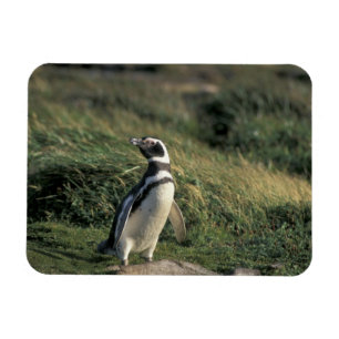 Magnet Flexible Manchot de Magellan (Spheniscus magellanicus),
