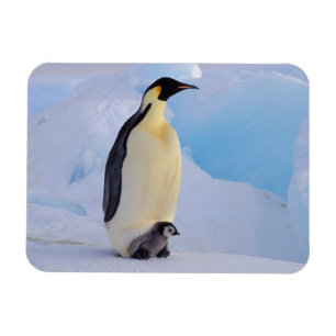 Magnet Flexible Manchot empereur Aptenodytes