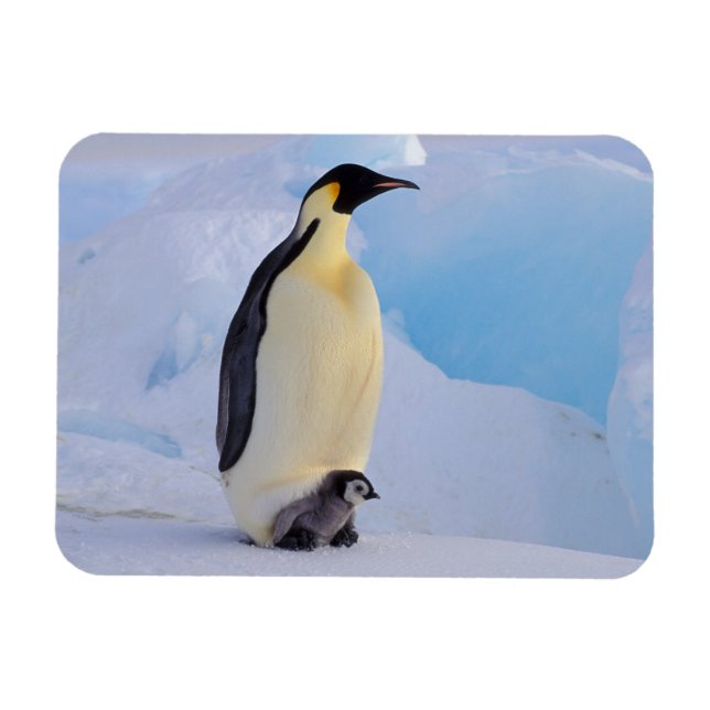 Magnet Flexible Manchot empereur | Aptenodytes (Horizontal)