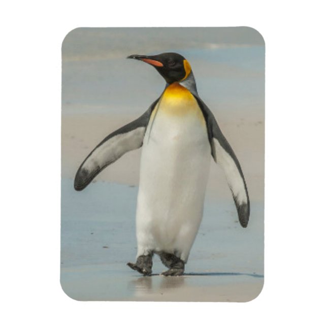 Magnet Flexible Manchot empereur marchant sur la plage (Vertical)