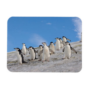 Magnet Flexible Manchots à Collier Pygoscelis Antarctica
