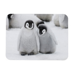 Magnet Flexible Manchots empereurs poussins sur la glace en Antarc