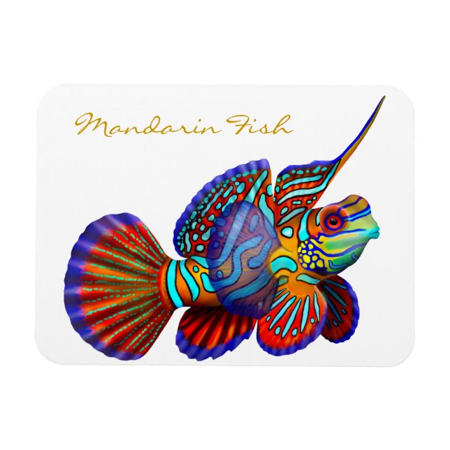 Magnet Flexible Mandarin coloré Goby Reef Poisson Premium Flexi Ma (Horizontal)