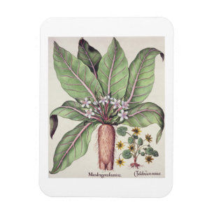 Magnet Flexible Mandrake d'automne, du "Hortus Eystettensis" de