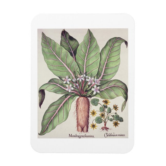 Magnet Flexible Mandrake d'automne, du "Hortus Eystettensis" de (Vertical)