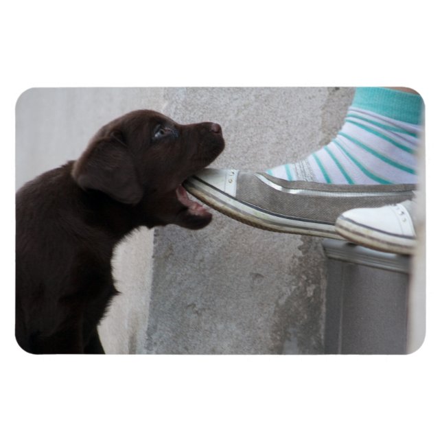 Magnet Flexible Mange Ma Chaussure ! Labrador Puppy (Horizontal)