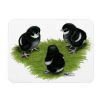 Marans Cuivre noir Chicks