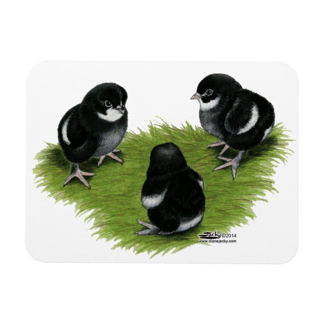Magnet Flexible Marans Cuivre noir Chicks (Horizontal)