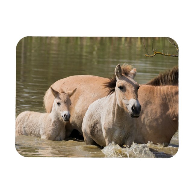 Magnet Flexible Mare avec Foal Crossing a River (Horizontal)