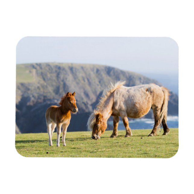 Magnet Flexible Mare avec Foal, îles Shetland, Ecosse (Horizontal)