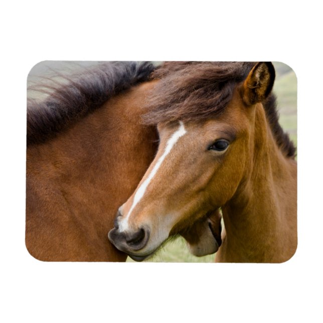 Magnet Flexible Mare Et Colt (Horizontal)