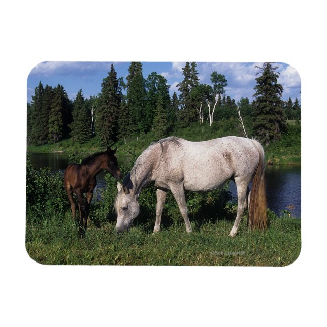 Magnet Flexible Mare et Foie Arabe 2 (Horizontal)