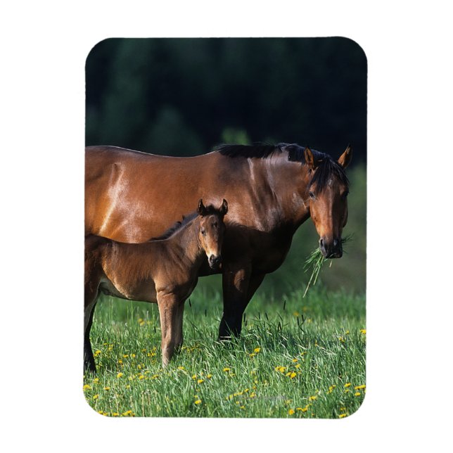 Magnet Flexible Mare et Foie de Thoroughbred 1 (Vertical)