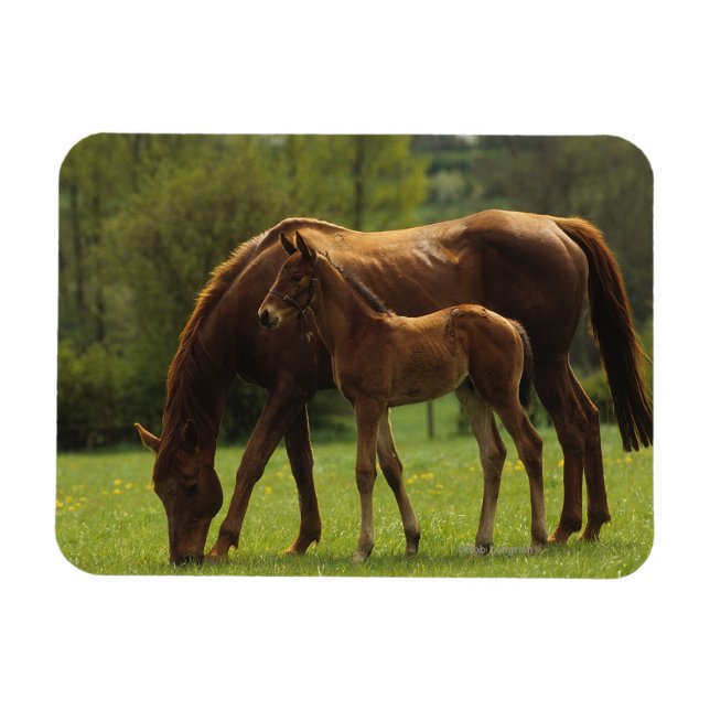 Magnet Flexible Mare et Foie Thoroughbred 2 (Horizontal)