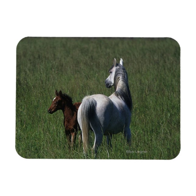 Magnet Flexible Mare et poulain arabe (Horizontal)