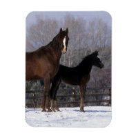 Mare et poulain arabe en neige