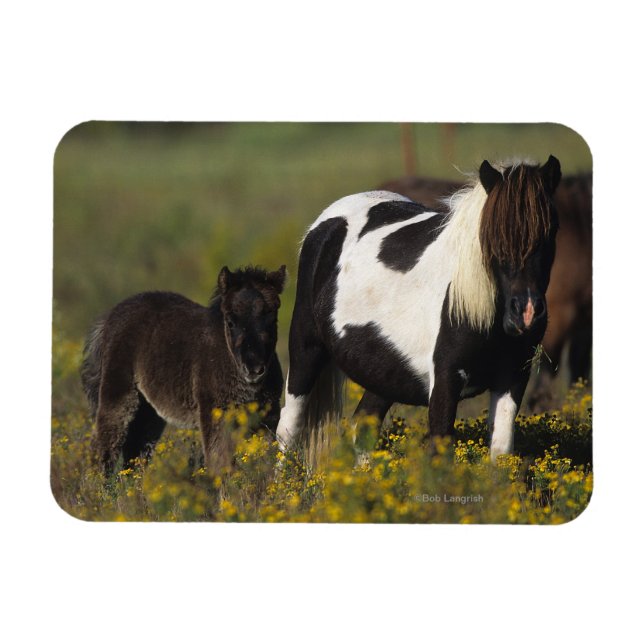 Magnet Flexible Mare miniature et Foal dans les fleurs (Horizontal)