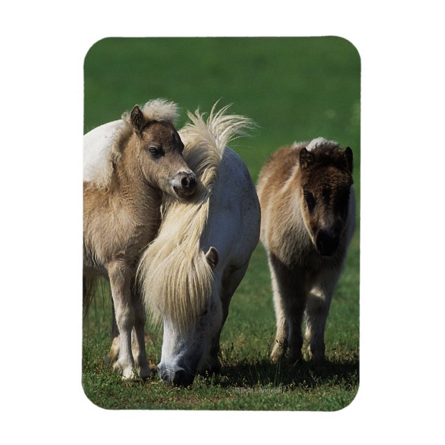 Magnet Flexible Mare miniature et Foies 1 (Vertical)