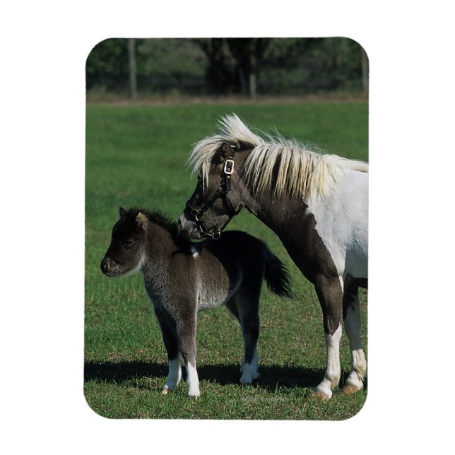 Magnet Flexible Mare miniature et pied de poulain (Vertical)
