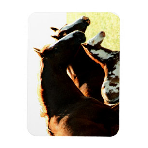Magnet Flexible Mares et Chevaux à l'épreuve
