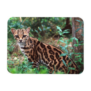Magnet Flexible Margay, Leopardus wiedi, Natif du Mexique vers