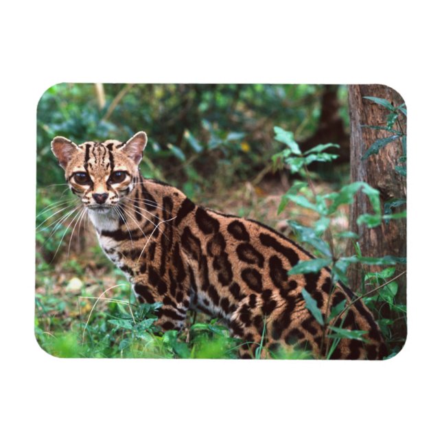Magnet Flexible Margay, Leopardus wiedi, Natif du Mexique vers (Horizontal)