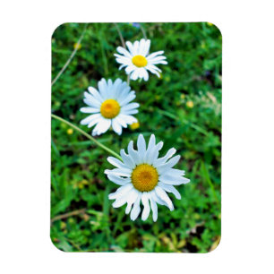 Magnet Flexible Marguerites oculaires